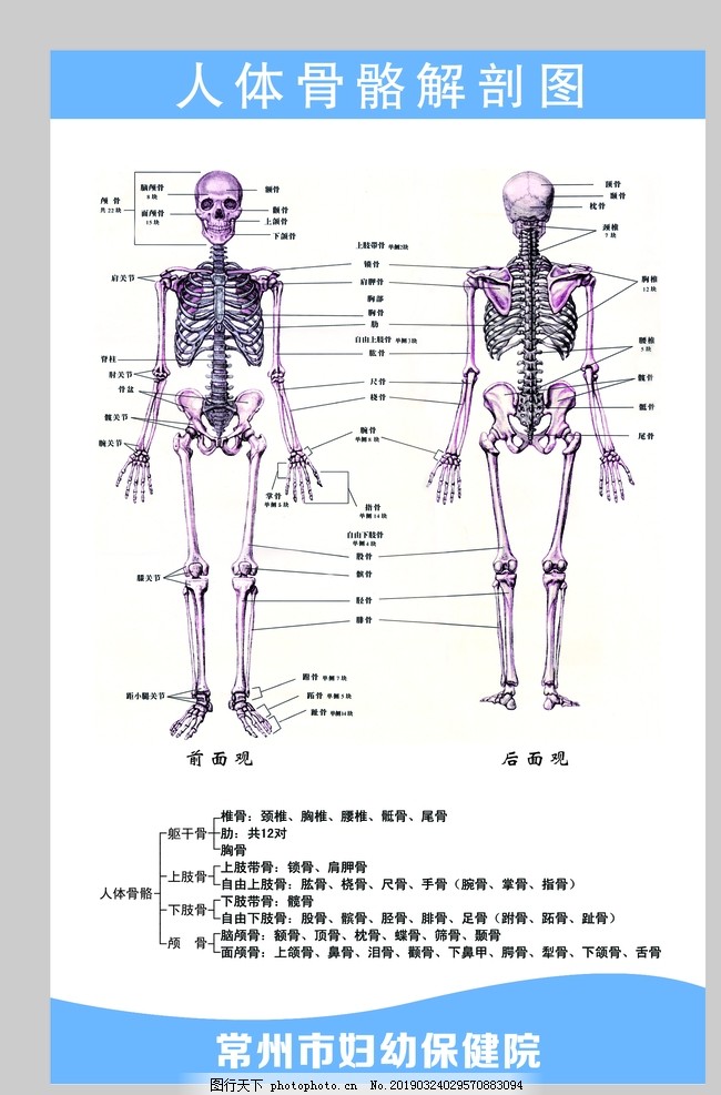 人体骨骼解剖图图片
